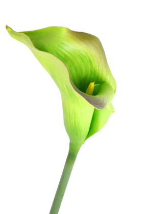 Yapay Çiçek Deposu - Yapay Islak Tek Dal XXL Gala Çiçeği 85 cm Yeşil