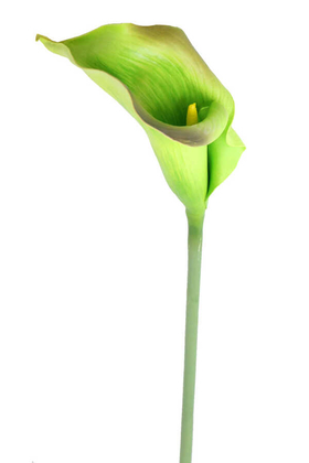 Yapay Islak Tek Dal XXL Gala Çiçeği 85 cm Yeşil - Thumbnail
