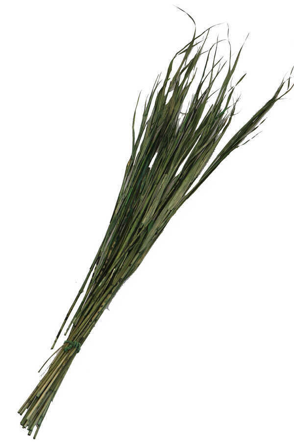 Kuru Saz Kamış Demeti Yeşil 100cm